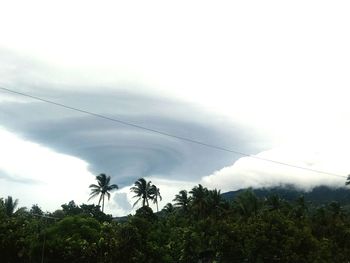 Low angle view of palm trees against sky