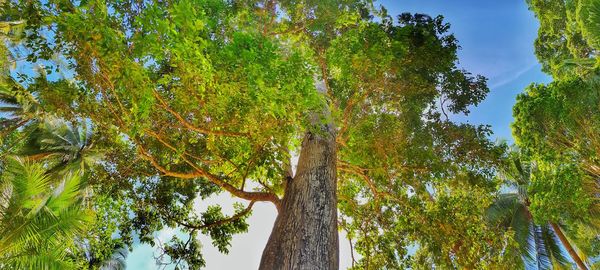 Low angle view of trees against sky