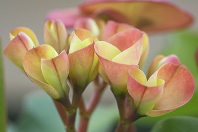 Close-up of succulent plant