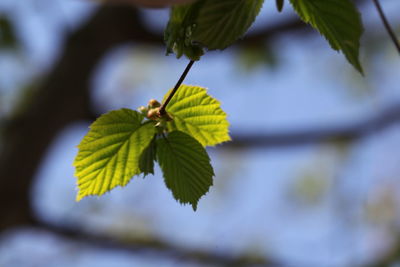 Close-up of leaves on plant