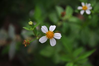 Close-up of white flowering plant