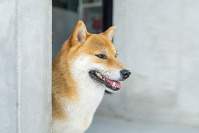 Closeup of a young purebred japanese shiba inu dog. shiba inu dogs are looking with great interest.