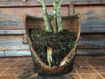 View of potted plant against wall