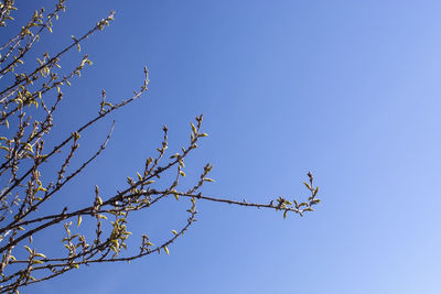 Low angle view of tree against clear blue sky