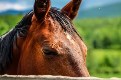 Close-up of horse at rest 