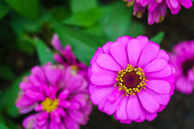 Close-up of pink flowers