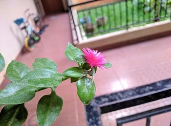 Close-up of pink flowering plant
