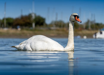 Swan swimming in a lake