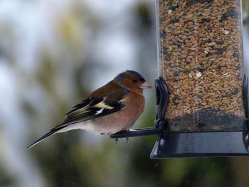 Close-up of bird perching on a feeder