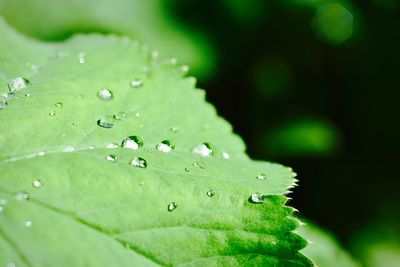 Close-up of raindrops on leaf