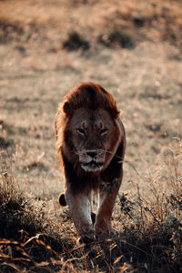 Portrait of lion in the field