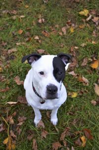 High angle portrait of dog on grass