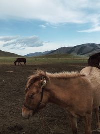 Horses in a field