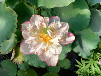 Close-up of pink flower