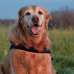 Portrait of dog on field