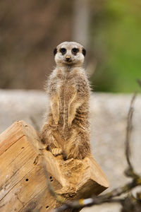 Meerkat looking away