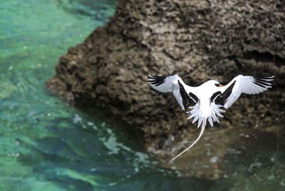 Bird flying over sea and rock