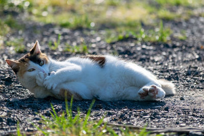 View of cat lying on land