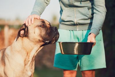 Midsection of man with dog standing on field