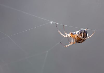 Close-up of spider on web