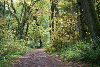 Narrow walkway along trees in forest
