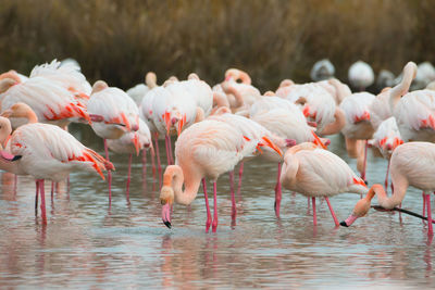 Flamingos in the camarque in southern france, wildlife provence