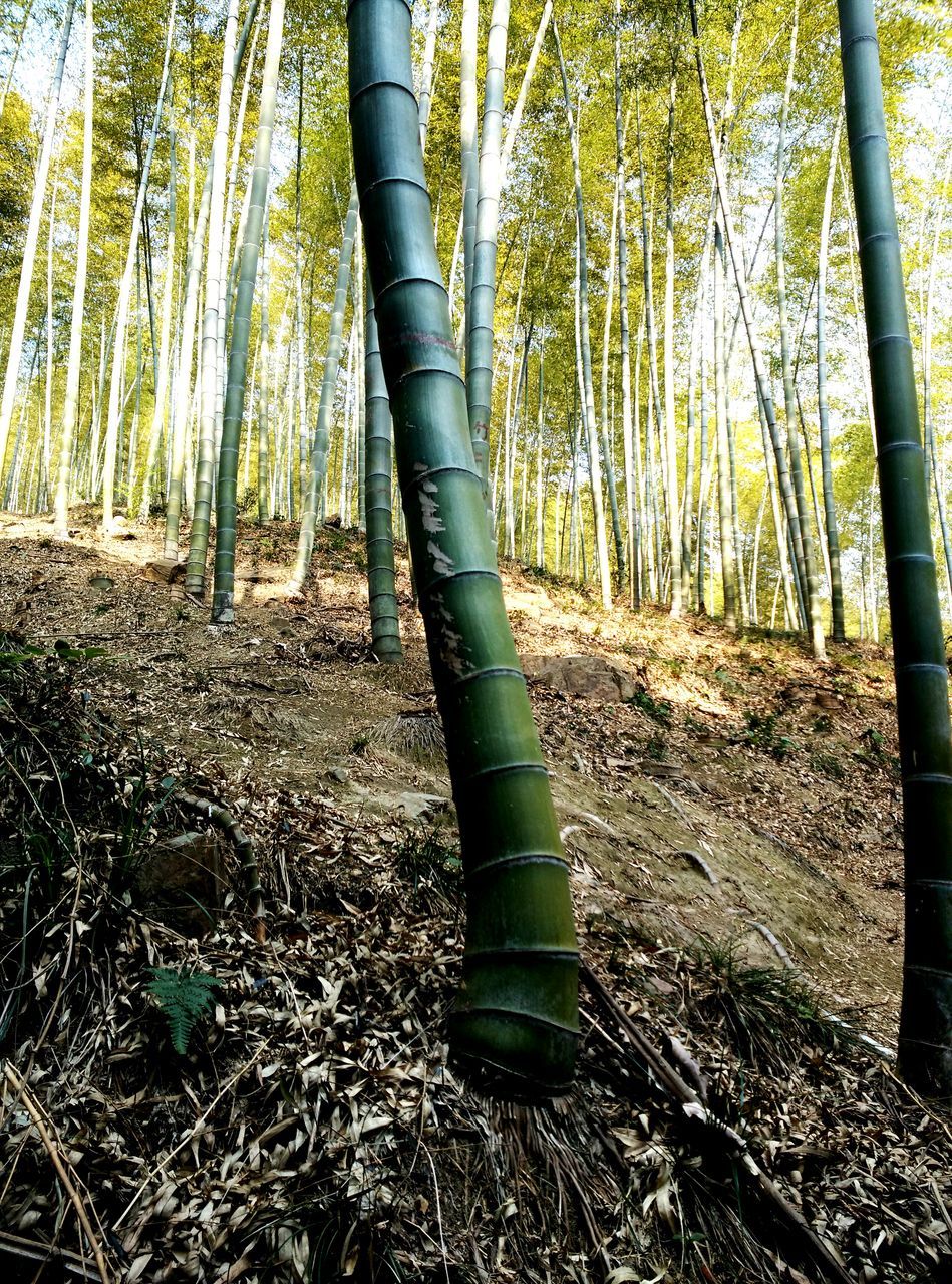 tree, tree trunk, growth, forest, green color, tranquility, nature, woodland, plant, day, no people, outdoors, growing, close-up, field, branch, beauty in nature, leaf, tranquil scene, landscape