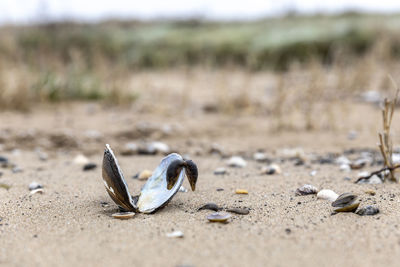 Close-up of crab on sand