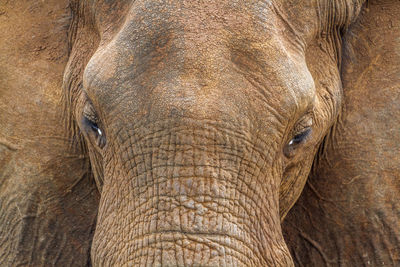 Close-up of elephant