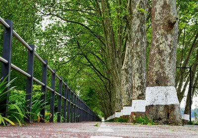 Footpath in forest