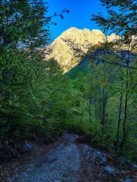 Scenic view of forest against blue sky