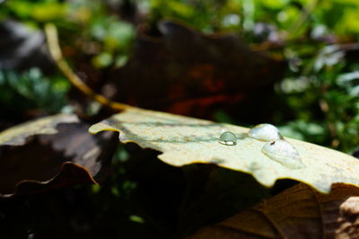 Close-up of leaves on plant