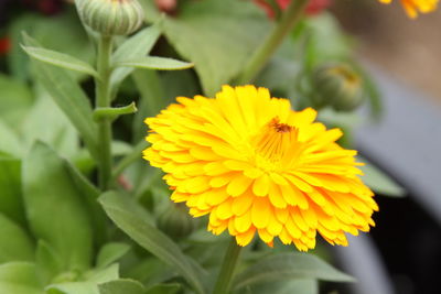 Close-up of yellow flowering plant