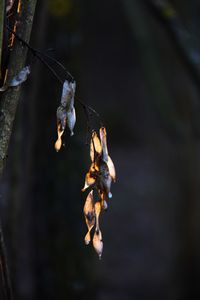 High angle view of insect on twig