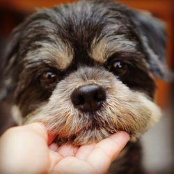 Close-up of person holding dog