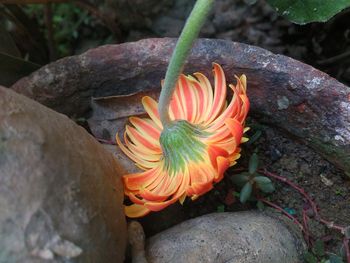 High angle view of orange cactus plant