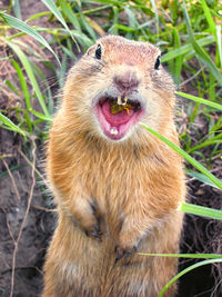 The gopher is eating a dandelion.