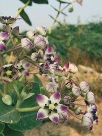 Close-up of flowers growing on tree