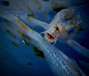 Fish underwater