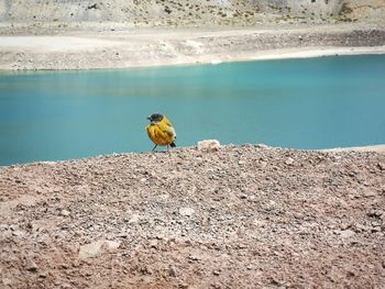 Bird perching on retaining wall by lake