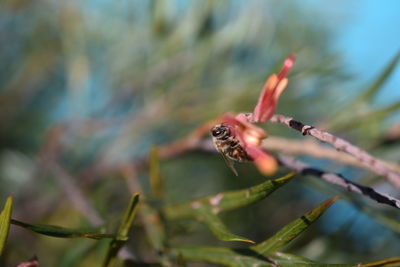 Close-up of lizard on leaf