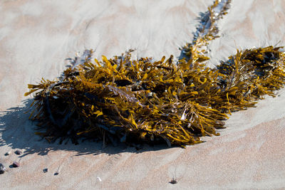 Close-up of insect on sand at beach