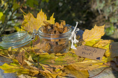 Close-up of yellow autumn leaves on glass