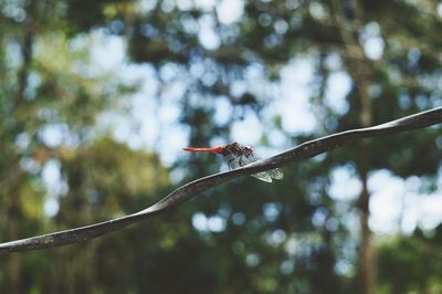 Low angle view of bird perching on tree