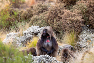 Portrait of monkey sitting on rock