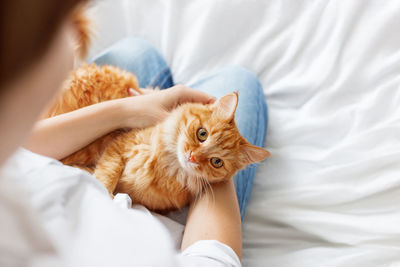 Ginger cat lies on woman's hands. fluffy pet comfortably settled to sleep. cozy morning at home. 