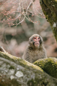 Monkey sitting on a tree