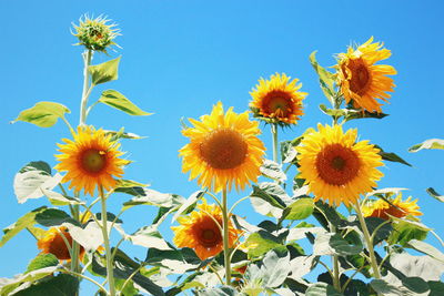 Low angle view of sunflowers against blue sky