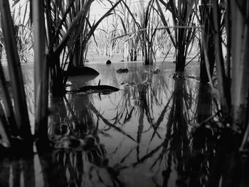 Reflection of bare trees in lake