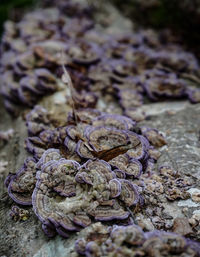 Close-up of ice cream